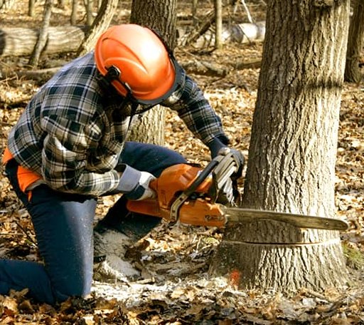 Tree Removal in Brockton, PA